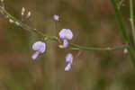 Panicledleaf ticktrefoil